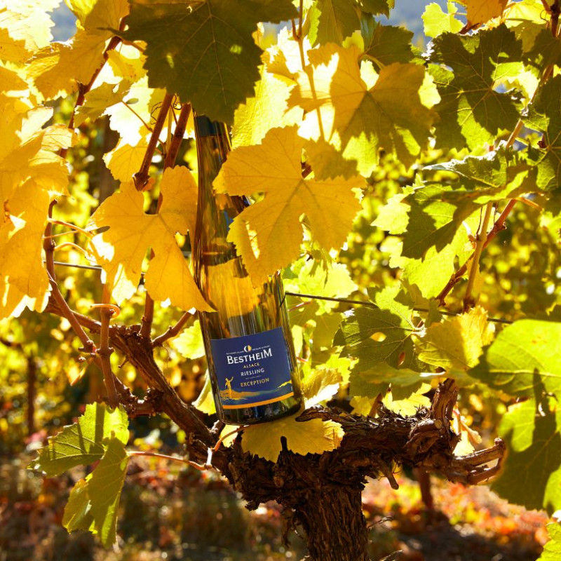 Pinot Noir Rosé d'Exception