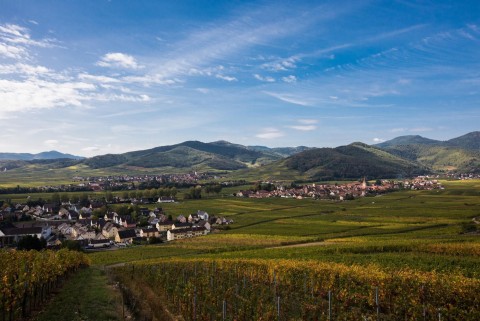 vineyard-alsace