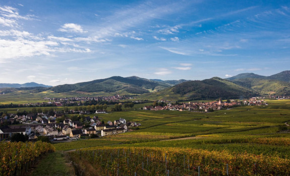 Vignoble alsace
						        