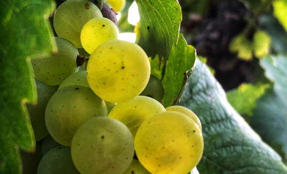 Vendanges 2020
						        