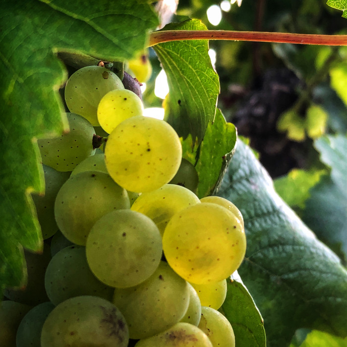 Vendanges 2020