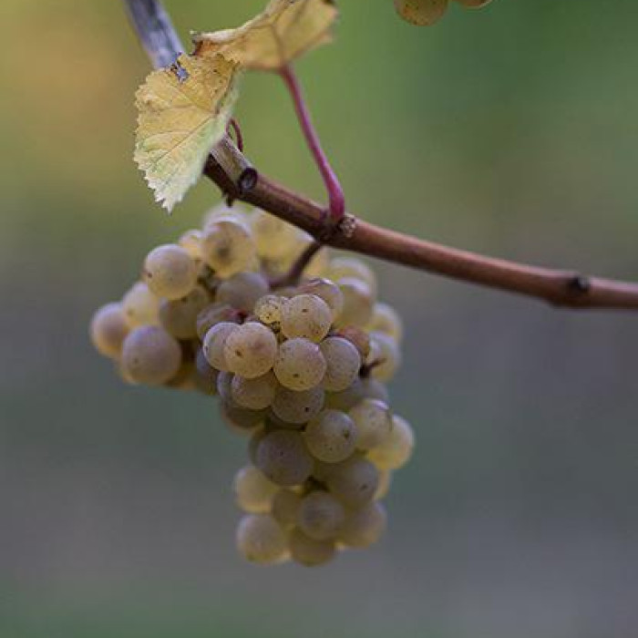 riesling-grappe