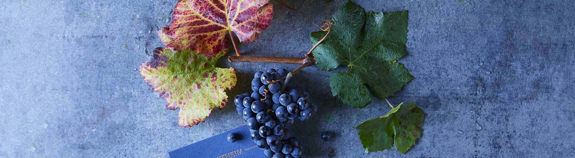 Pinot Noir
	                        