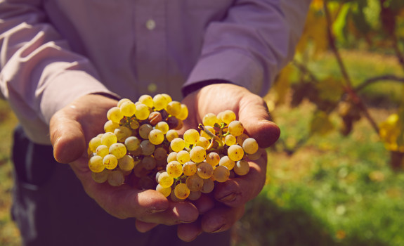 photo-vendanges-riesling
						        