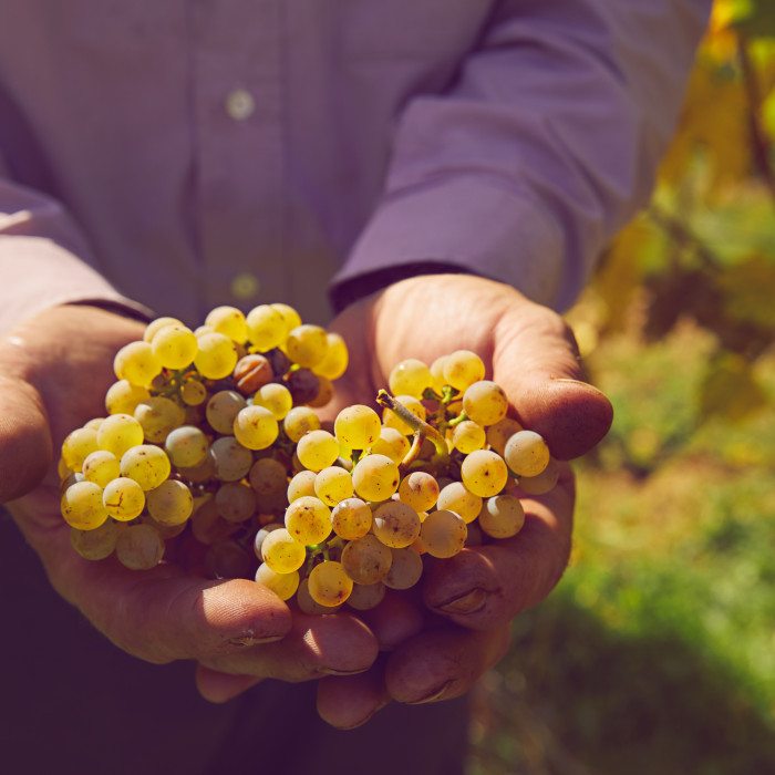 photo-vendanges-riesling
