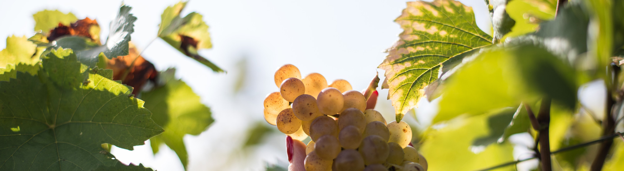 BESTHEIM_Riesling (4)
	                        