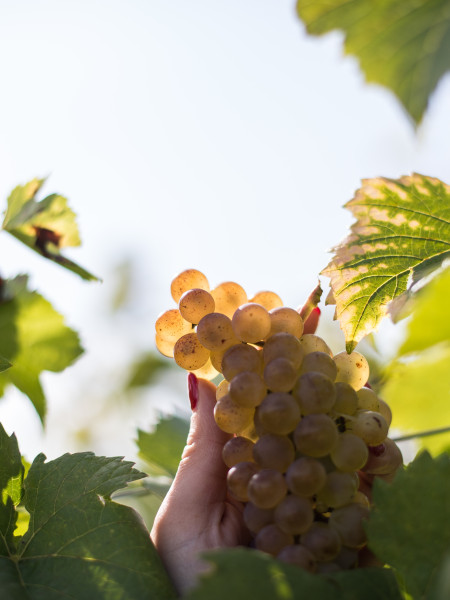 BESTHEIM_Riesling (4)
	                        