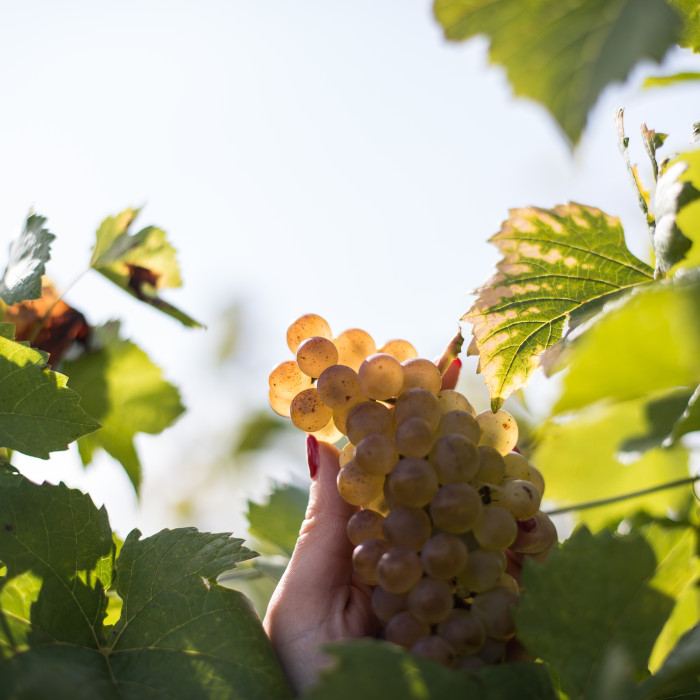 BESTHEIM_Riesling (4)