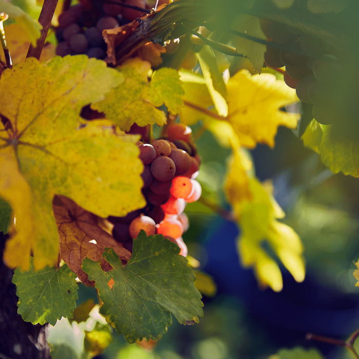 Gewurztraminer-grappe