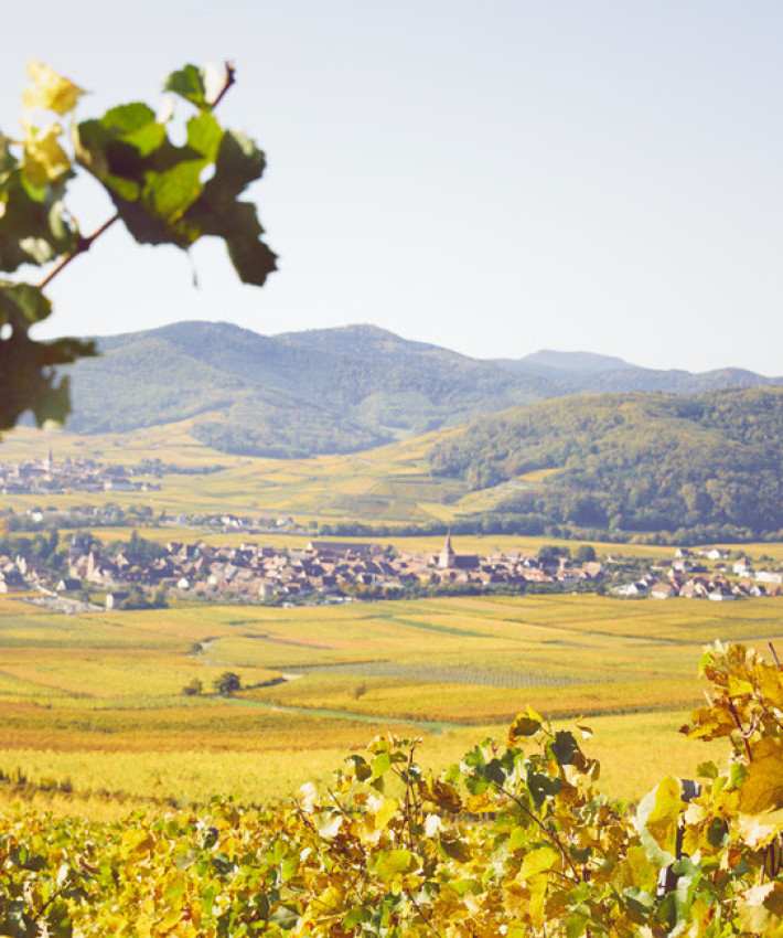 vignes-vignerons-engagés
										