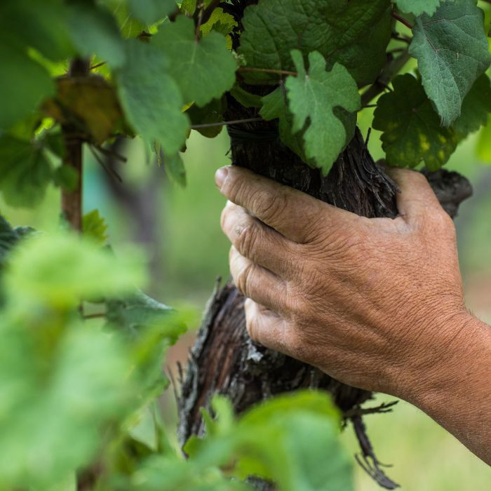 agroforesterie