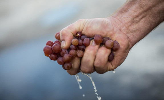 Grappe gewurztraminer
						        