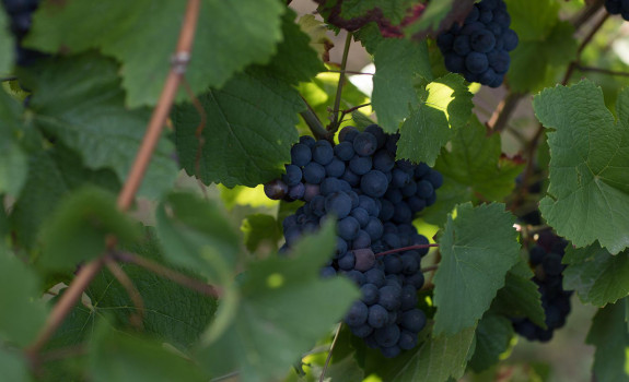 Pinot-noir-grappe
						        