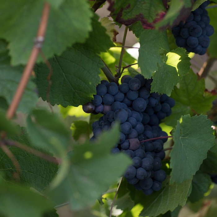 Pinot-noir-grappe