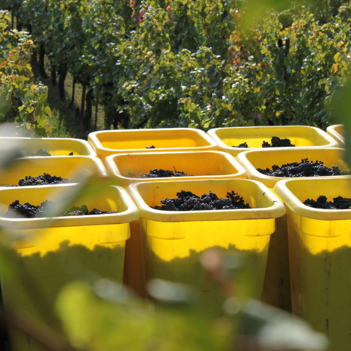 Vendanges-Pinot-Noir-Vorbourg