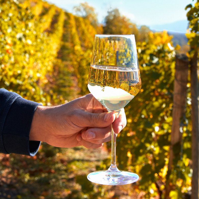 Vignes-Alsace