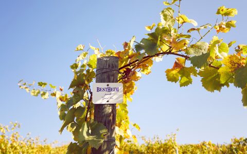 grands crus-alsace-hub (1)
						        