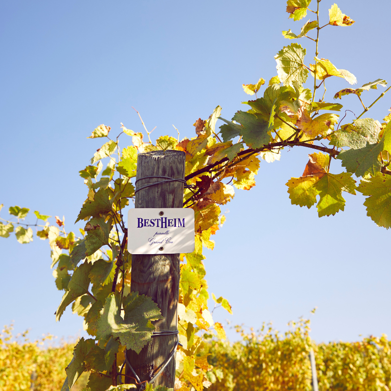 grands crus-alsace-hub (1)